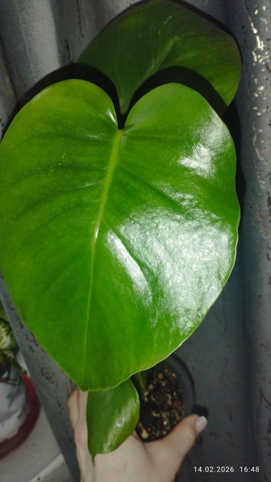 Продается Шикарная детка Монстеры Делициозы