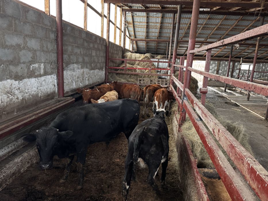 Продам подсосных телят бычков