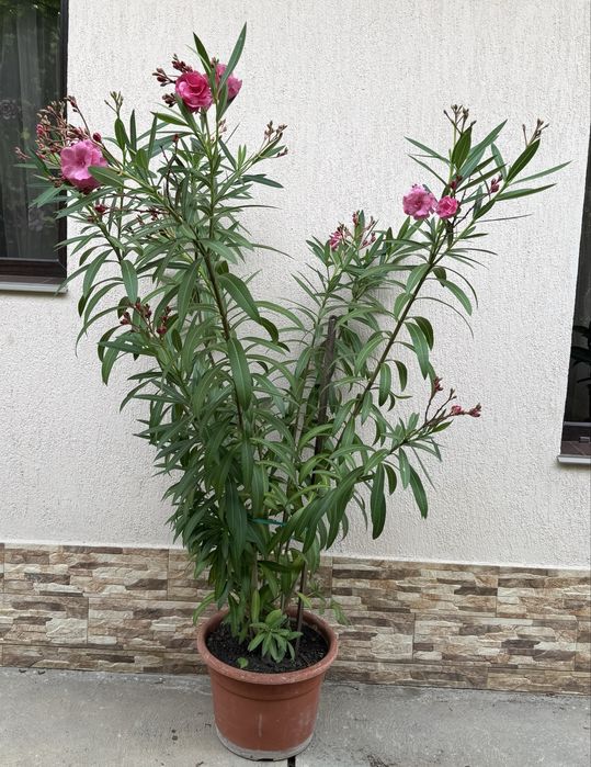 Leandri ornamentali ~1.9m albi si roz ,foarte infloriti cu ghiveci