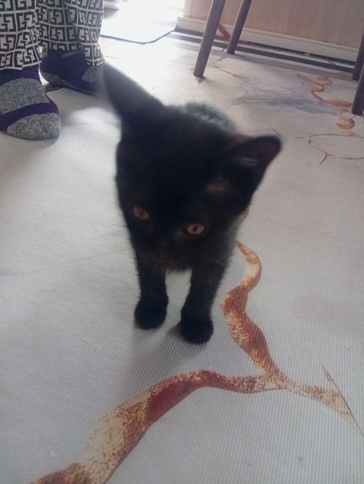 Отдам котят мальчик и девочка