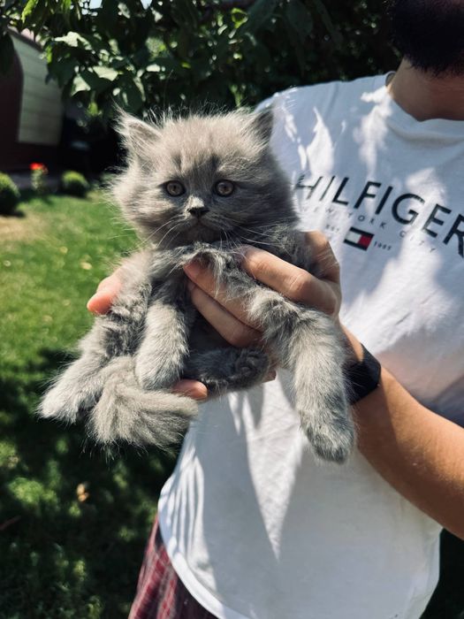 Скоттиш фолд котят