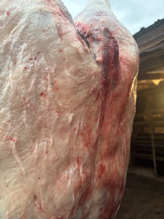 Байтал сатылады семиз