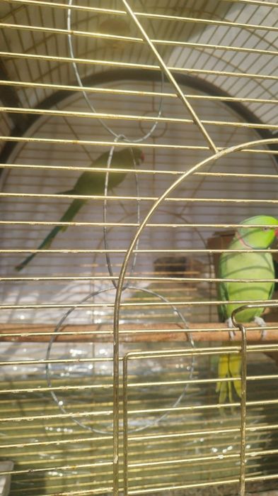 Ожереловые попугаи