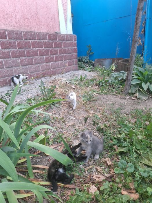 Отдадим котят в добрые руки