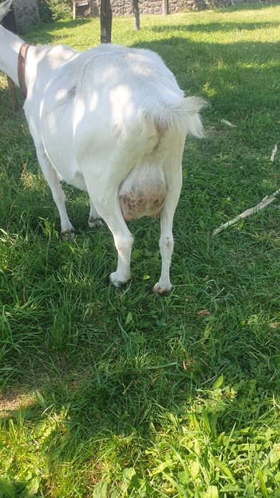 Animale de casa  disponibile