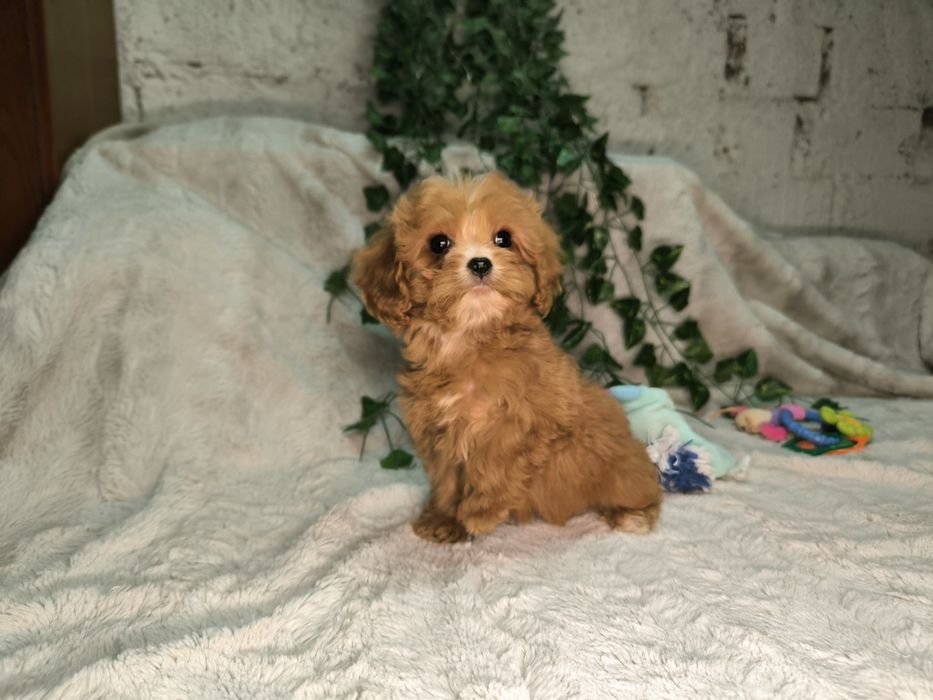 Vand fetita Cavapoo toy  red F1