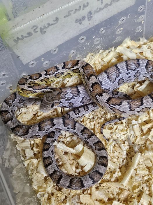 Маисовый полоз самец
