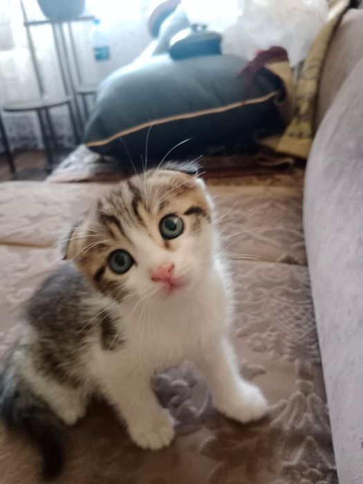 Отдам котят в хорошие руки