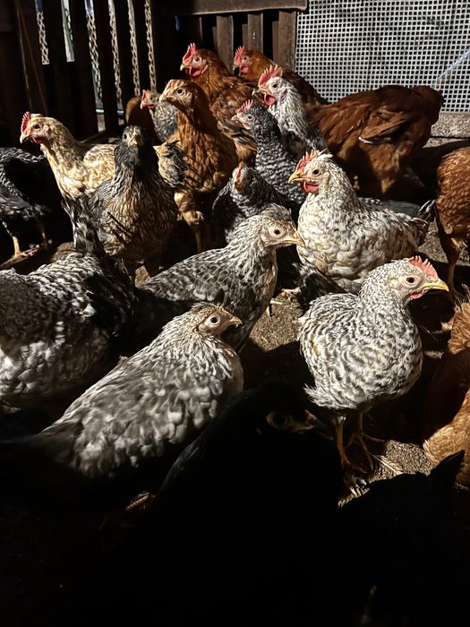 Пилета и пъдпъдъци на различна възраст