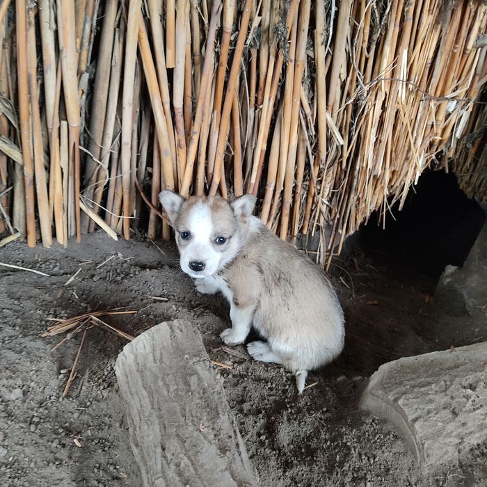 Щенки бесплатно.