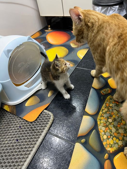 Котята маленькие домашние