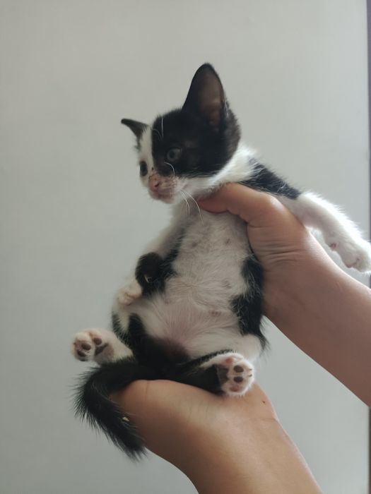 Отдам котят в хорошие руки