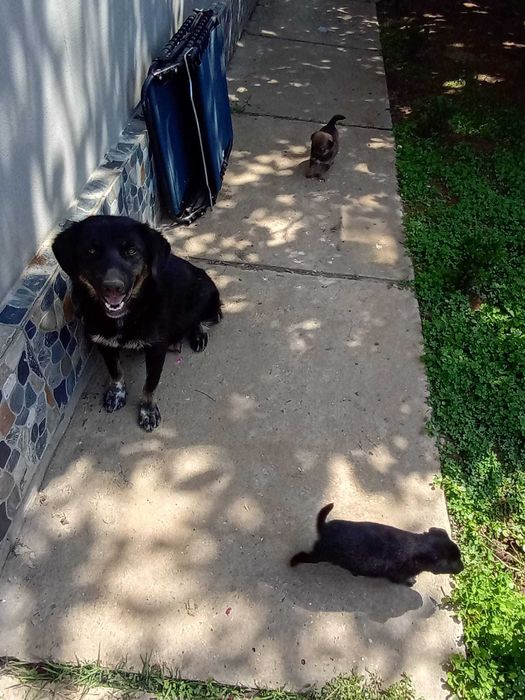 Catelusi pentru adoptie