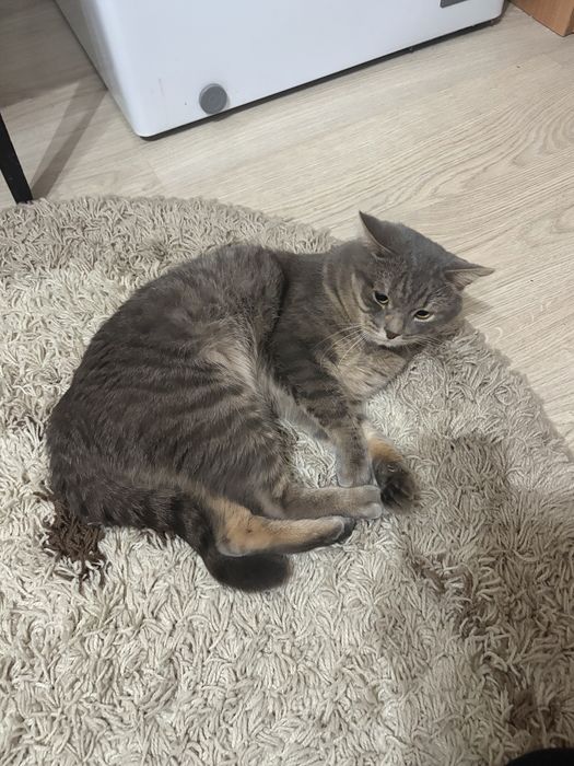 Кот в добрые руки
