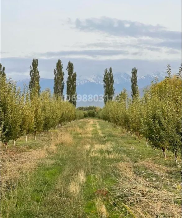 Яблоневый сад 3,35га