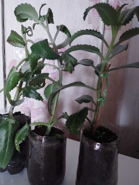 Продам Каланхоэ, рядом с Саяхатом.