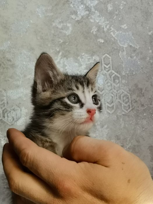 Котята в хорошие добрые руки