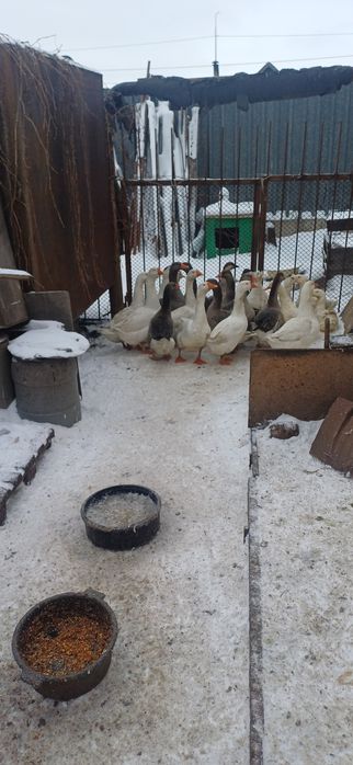Продам домашние гуси на развод