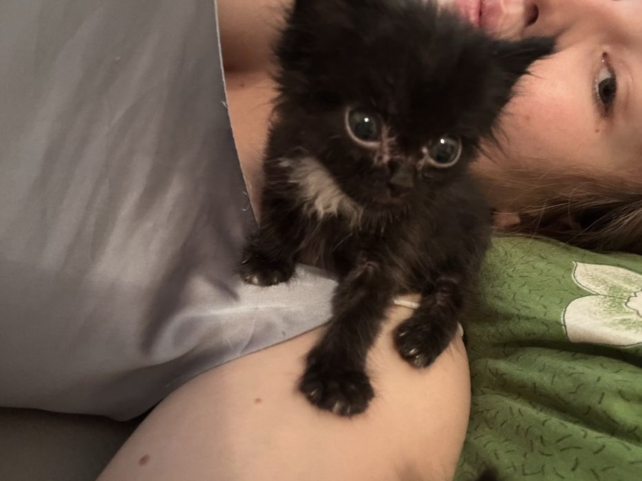 Отдам котят в добрые руки