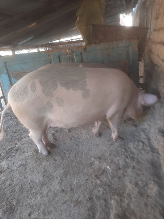 Поросята мяса оптом 10 месяцев , вес 80/90кг