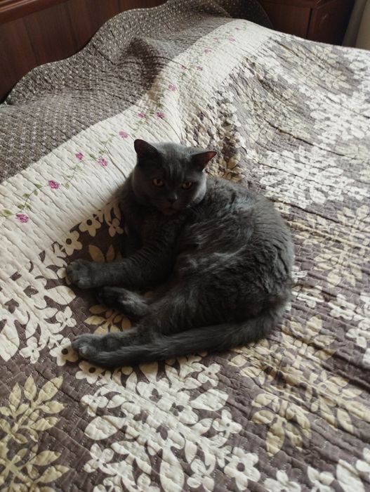 Отдам кота британца