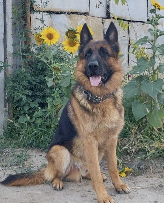 Щенки Немецкой овчарки