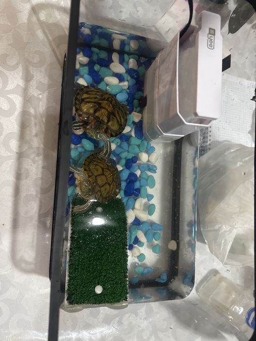 Продам двух красноухих черепах