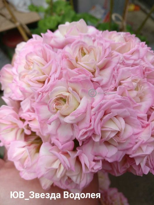 Пеларгония сорта ЮВ Звезда Водолея