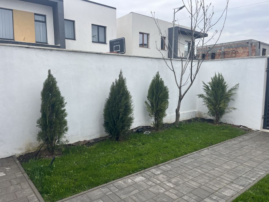 Vand Tuia 180 cm 22 bucati 60 lei/buc