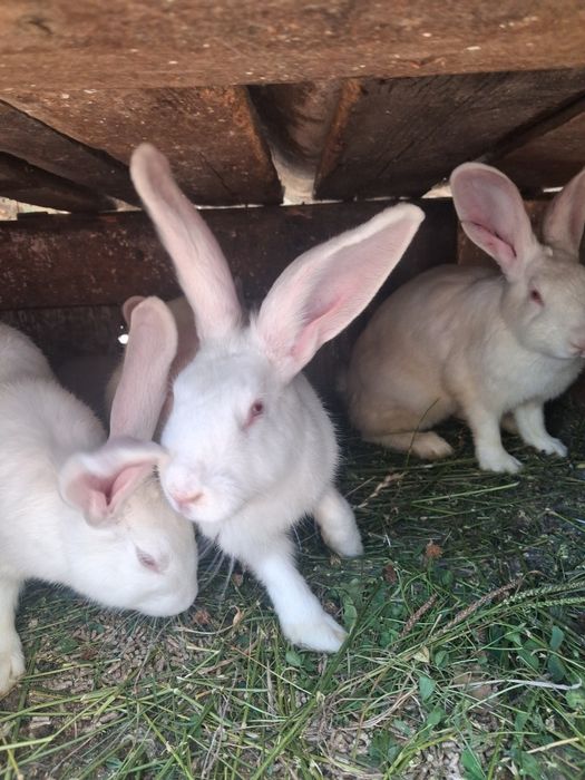 Vând iepuri femele și masculin de vârsta 5 luni