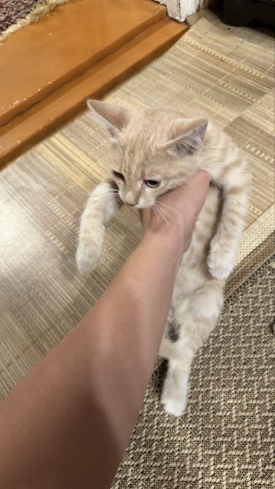 Отдадим в добрые руки котенка мальчика