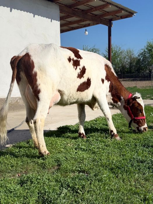 Сүтті парода симентал бзаулы сиыр