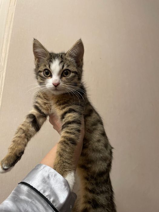 Отдам котенка в хорошие руки