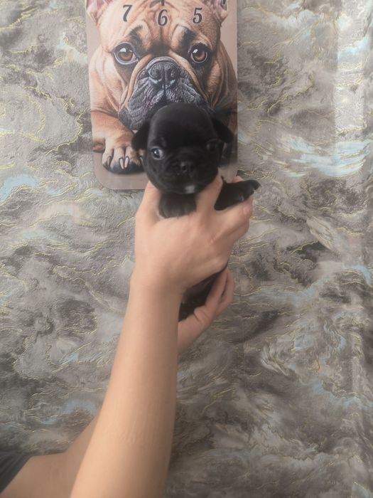 Щенок франзуц !!