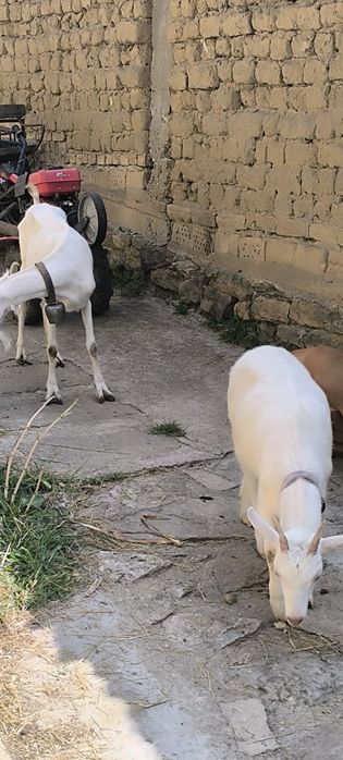 Продавам коза и яре