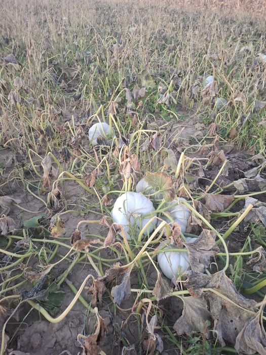 Dovleac placintar dulce f bun productie proprie 1,8lei/kg