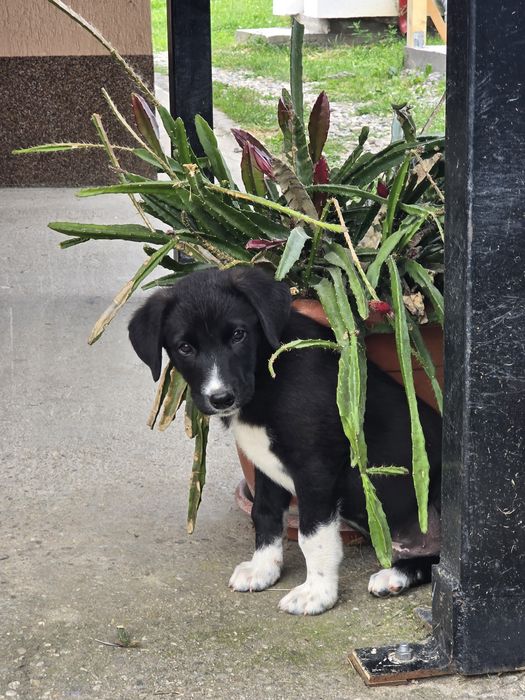 Ofer spre adopție animaluțe