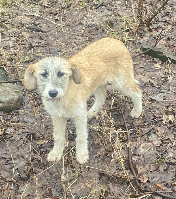 Щенков, отдам 4 мес, девочки, привиты, привезу