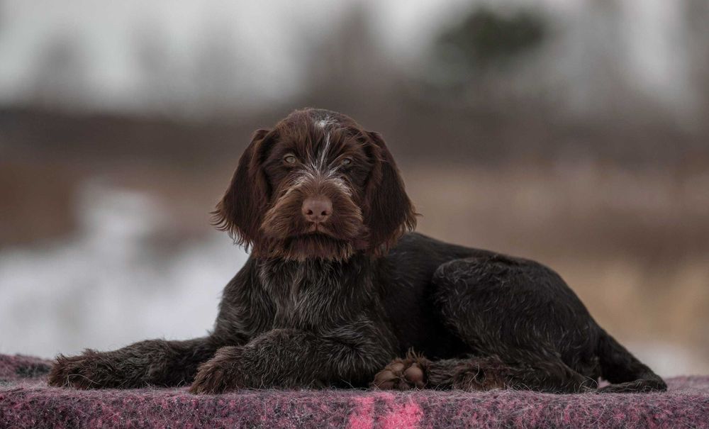 Продаю щенков дратхаара.