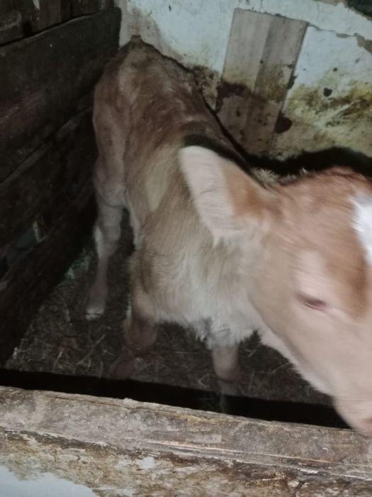 продается телята