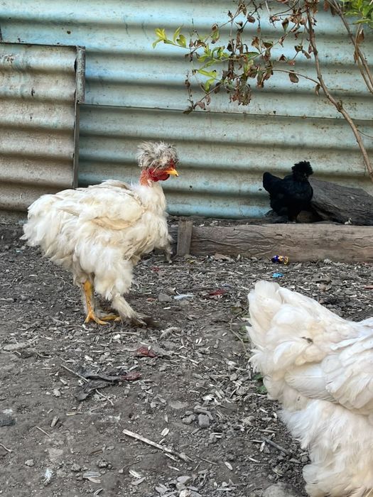 Петух брама и голошейки