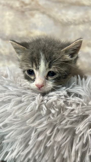 Котята  в добрые руки