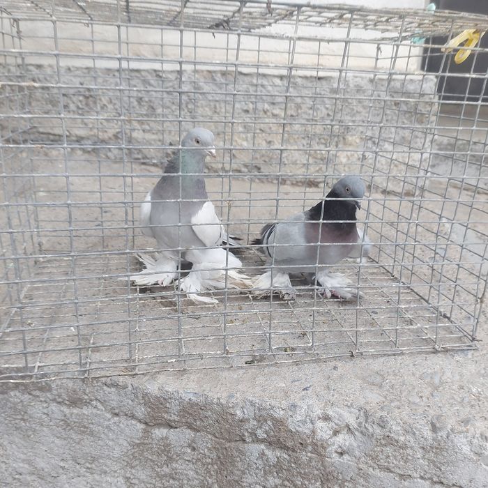 Уди самец тяга 15 20 метров