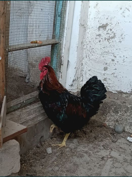 Induk makiyon sotiladi