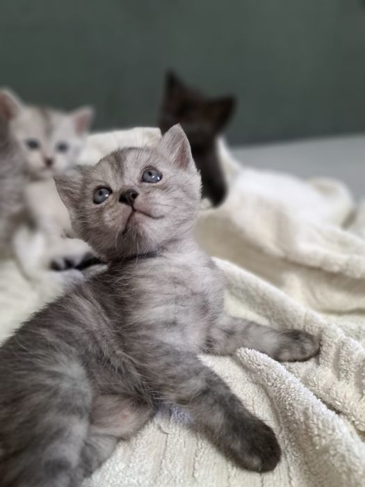 Продам котят шотладских