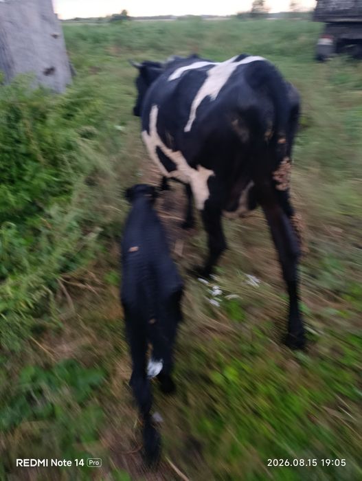Продам первотелку