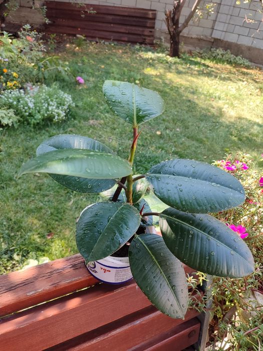 Фикус каучуконосный широколистный