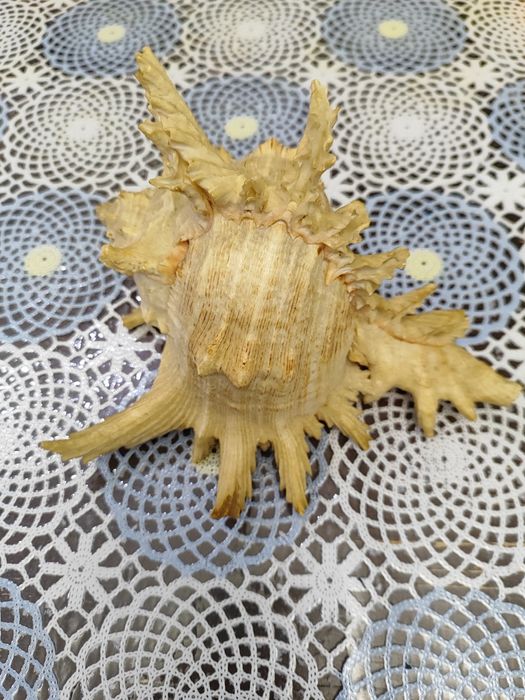 Продам Ракушки, Срочно!