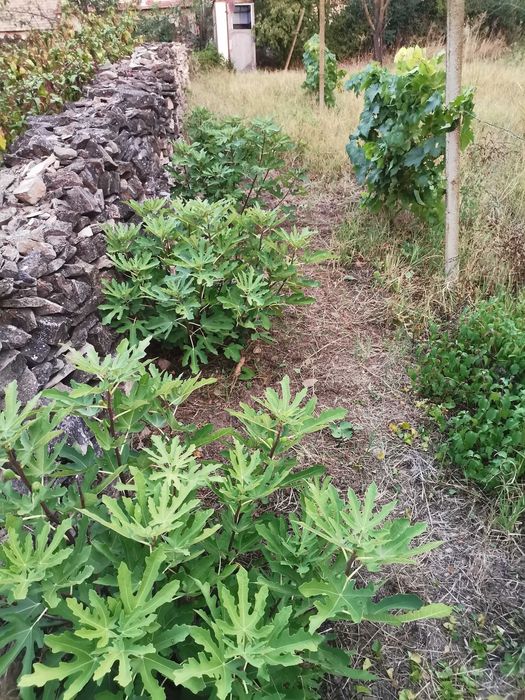 Продава се Къща в с. Куцина, Област Велико Търново - 105 кв.м за 210 €/кв.м - Снимка #19