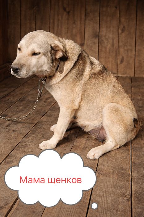 Щенки от крупной собаки